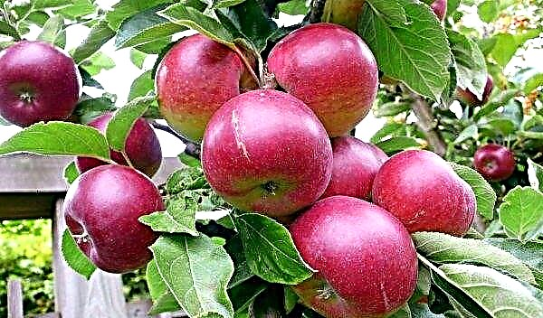 Kanada investira v nove sorte jabolk in češenj