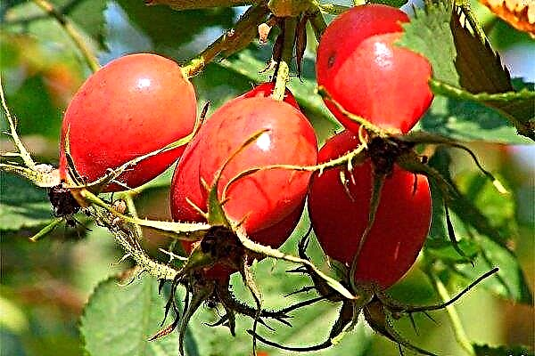 The largest rosehip plantation in Europe will appear near Odessa