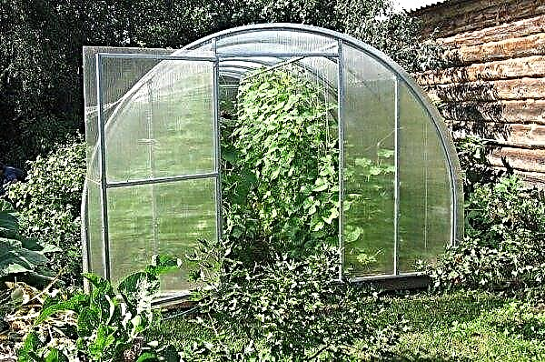 How to properly form cucumbers in a greenhouse: step-by-step guide, video