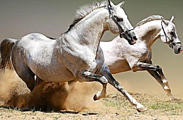 Des scientifiques russes ont l'intention de faire revivre les chevaux qui habitaient la Yakoutie il y a 42 mille ans