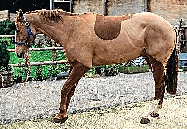 Horse Disease: Symptoms and Treatment