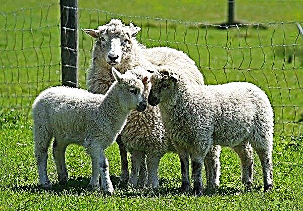 Karpatu zemnieki lūdz Augstāko Radu pieņemt likumu par aitkopības attīstību
