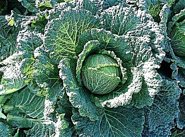 Ukrainian producers complete the implementation of last year's cabbage