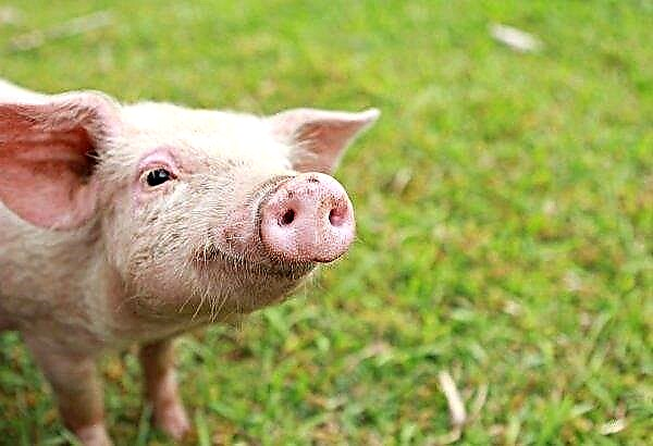 Di Rusia, pengeluaran makanan untuk babi semakin meningkat
