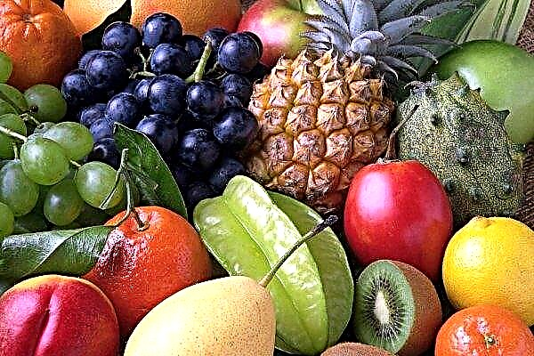 Farmer from Transcarpathia grows exotic fruits
