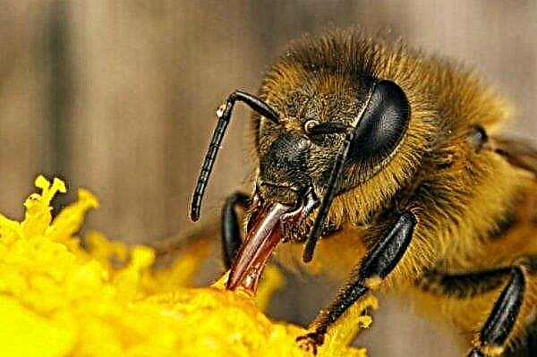 Hvor lenge lever en bie (fungerende honningplante, drone, livmor): i elveblest, i naturen, etter en matbit