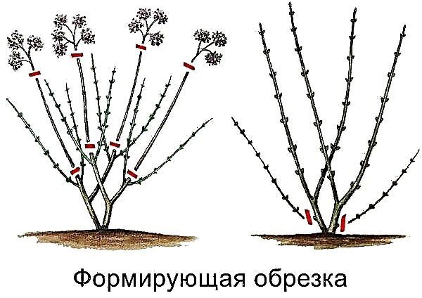 Taille d'hortensia à l'automne pour les débutants: quand et comment tailler la paniculation, la taille des arbres et à grandes feuilles, les modèles de taille pour les débutants