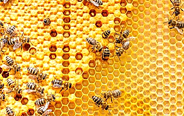 As abelhas domésticas serão tratadas para o vírus Varroa tick com suas próprias bactérias