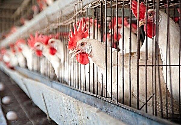 La BERD financera l'extension de la ferme avicole de Chirina en Géorgie