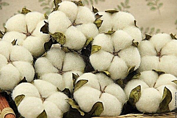 Cotton is the arbiter of Azerbaijani history