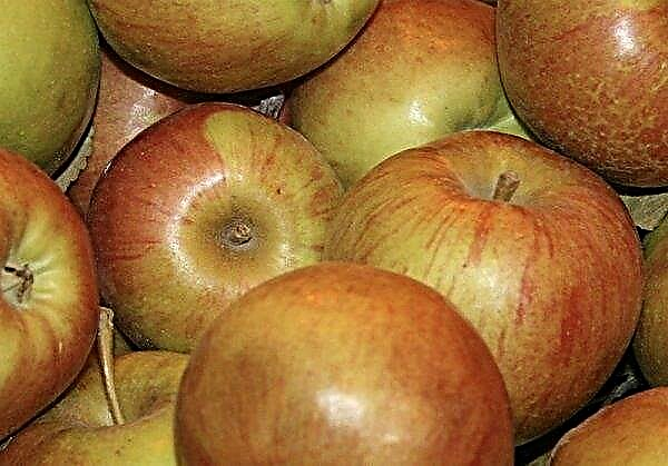 شجرة التفاح Verbnoe: وصف وخصائص الصنف ، وخاصة الزراعة والرعاية ، الصور