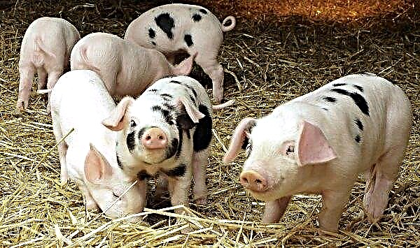 مربي الخنازير الأمريكية ألغوا عرض لحم الخنزير العالمي