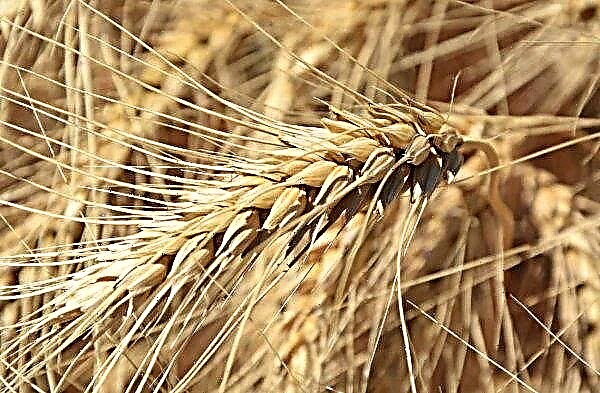 The world expects a record grain harvest