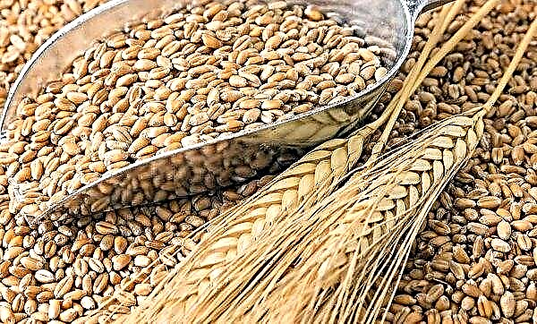 ロシアの穀物不足はアルメニアの肉の価格の上昇を引き起こす