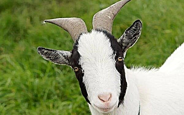 Three new goat breeds registered in Ukraine