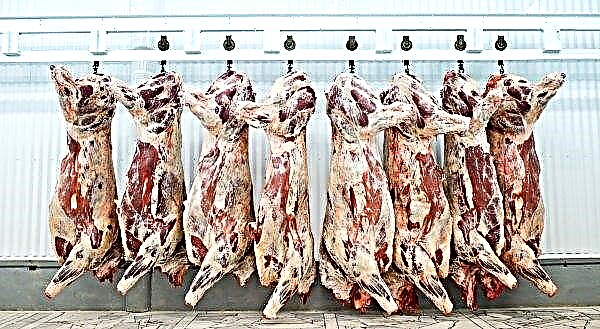 I macellai di Orenburg fornivano carne al mercato, macellati con attrezzature arrugginite in condizioni totalmente antigieniche
