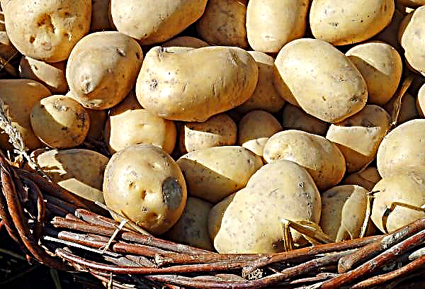Magadan-veredelaars introduceerden koudebestendige aardappelrassen