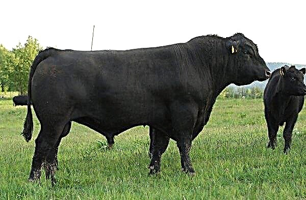 الرعاة ستافروبول زيادة معدل إنتاج لحوم البقر