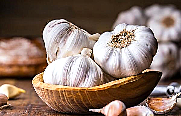 Garlic Problems in South Korea