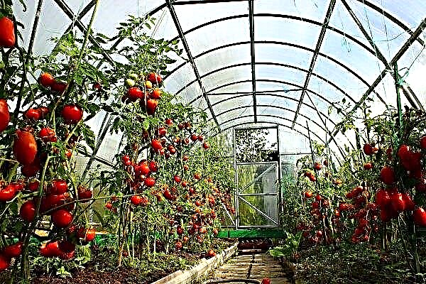 In der Region Perm wird ein "Krankenhaus" für Gurken und Tomaten gebaut
