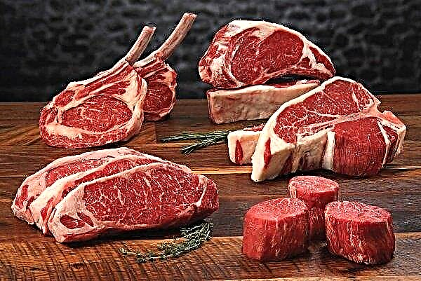 Stavropol aumentou o ritmo da carne bovina