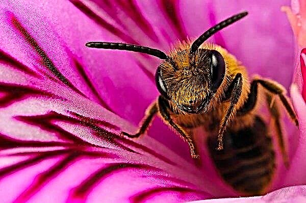 Evropa by mohla za pět let ztratit 24 procent včel