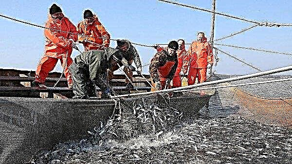 7 월, 북부 수도는 25 개국에서 "물고기 대사"를 받게됩니다