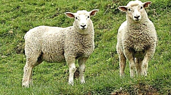 Bevroren ramssperma werd met succes gebruikt om schapen te bevruchten