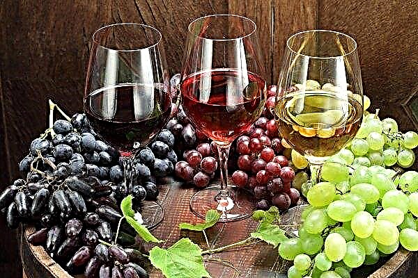 The development of natural winemaking as a sure step towards the spread of old varieties