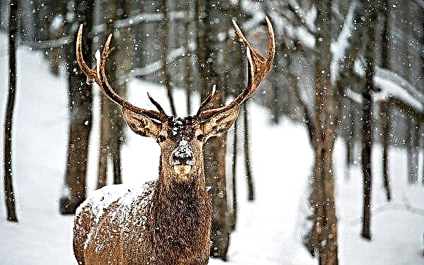 VIP deer settled in the Chelyabinsk mountains