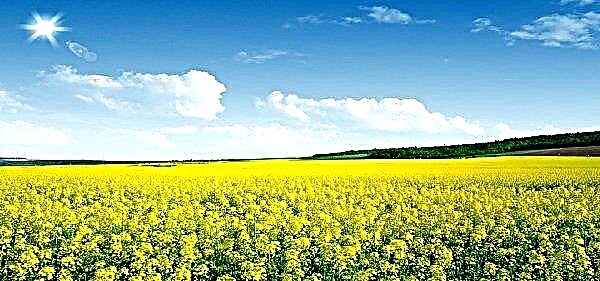 Gross rapeseed growth projected in India