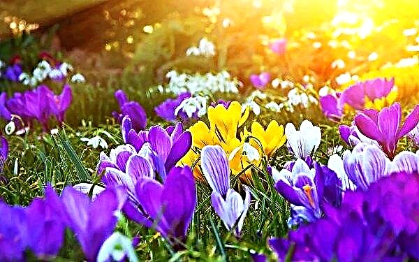 Kherson scientists carried out the improvement of crocus bulbs in vitro