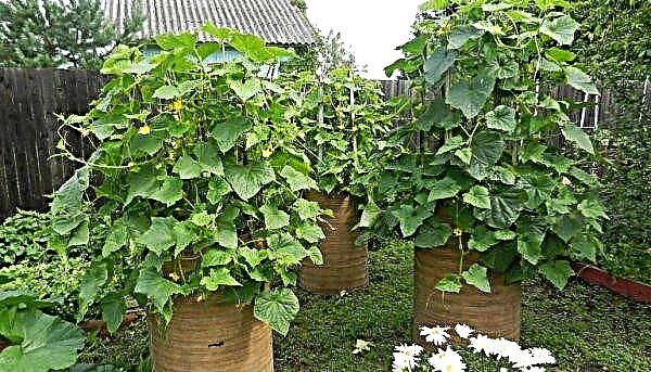 Growing cucumbers in a barrel - step by step with a photo, care reviews
