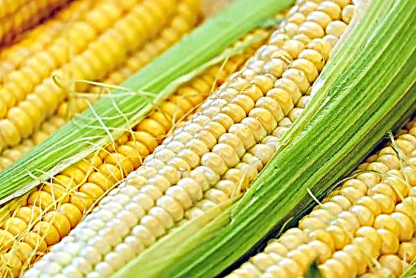¿A dónde van los futuros del maíz?