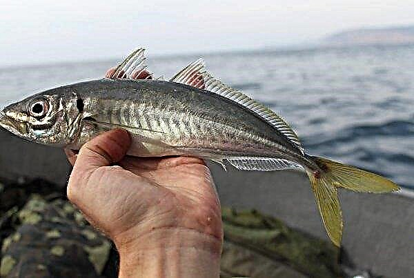 Sevastopol fishermen put on the market about 16 thousand tons of sprats, hamsa and horse mackerels