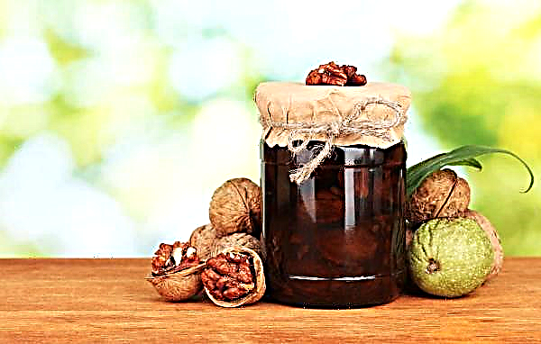 Nuc verde: proprietăți și contraindicații utile, rețete din fructe în medicina tradițională