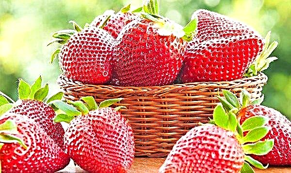 It is better to collect strawberries for storage in the morning