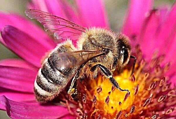 Hromadná smrť včiel zaznamenaná v Charkovskej oblasti