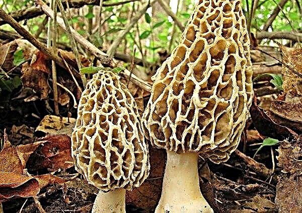 Os primeiros cogumelos da primavera já são colhidos na região de Zaporizhzhya