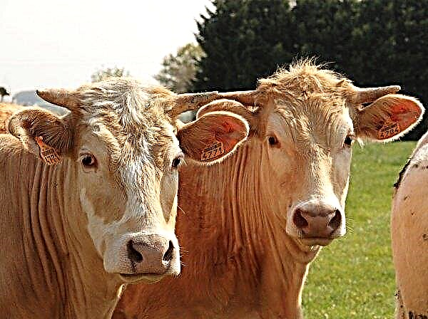 وسيتلقى مزارعو دونباس من الولاية 24 مليون هريفنيا لمحتوى الماشية