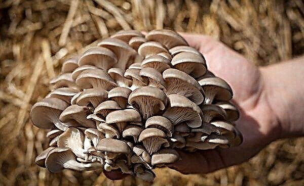 Russian mushroom pickers will receive a generous gift from China