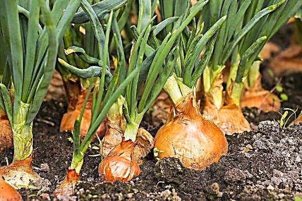 Chamber of Agricultural Economics starts experimenting with onions