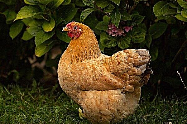 На украинските домашни птици ще бъде казано как да се справят с подагра при пилета