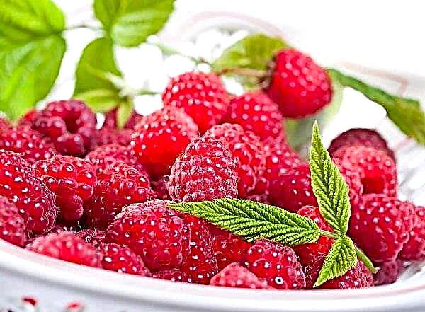 Heavy rainfall forced Russian raspberries to rise significantly in price