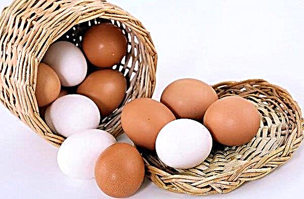 Holland Egg Farmers Menuntut Dewan Keamanan Pangan Pemerintah
