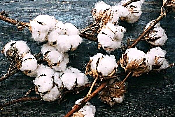 India espera cosecha récord de algodón