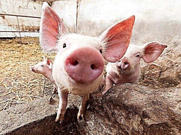 مربي الماشية في روستوف سيغطون النفقات بسبب حمى الخنازير الأفريقية