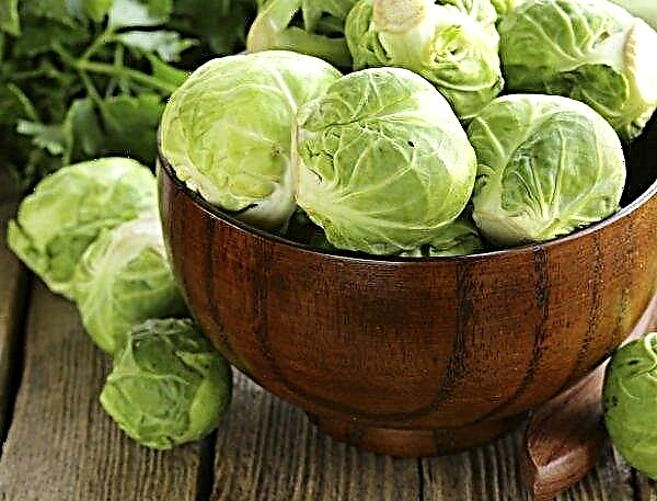 This year in the farms of Ukraine is possible the active development of cabbage flies