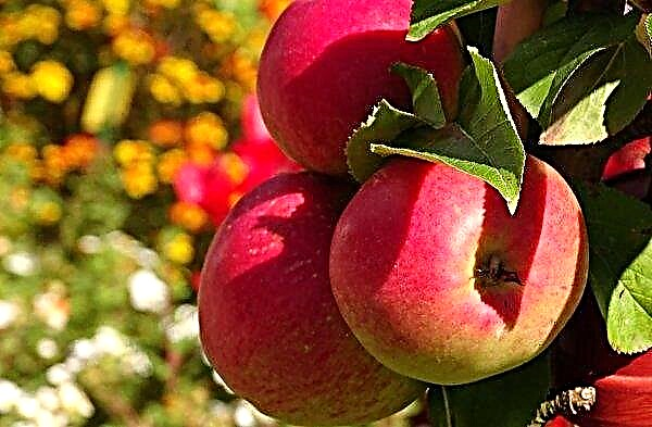 التفاح يصبح أرخص مرة أخرى في الأسواق الأوكرانية