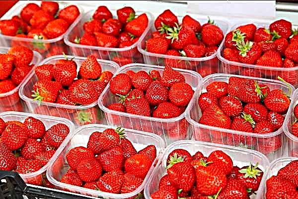 Erdbeeren zum Verkauf in Korea
